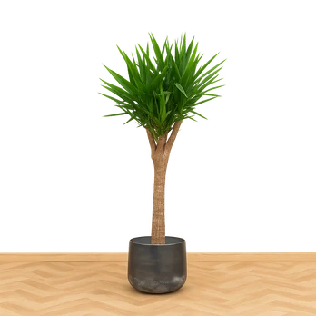 Yucca elephantipes, 100 cm
