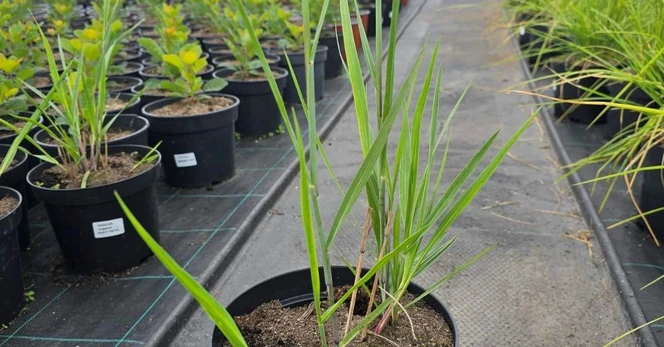 Žolinis augalas, sora, vazono skersmuo 19 cm.