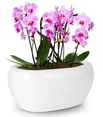 Ovalus keraminis vazonas baltas 27 cm Piano, 27 cm