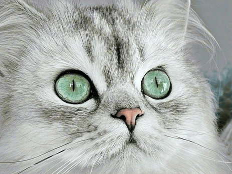 Deimantinis paveikslas Magnetic eyes 40*30 cm WD3000