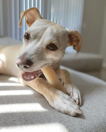 Nylabone kramtomasis žaislas šunims Wolf