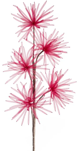 Eurofirany KW/ORGANZA/5/BOR BORD