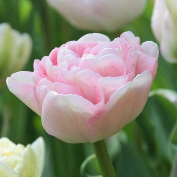 Tulpė 'Angelique', 5 vnt.
