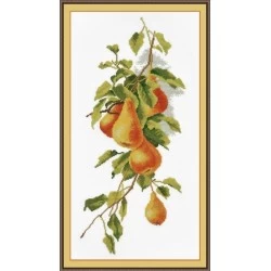Pears S768