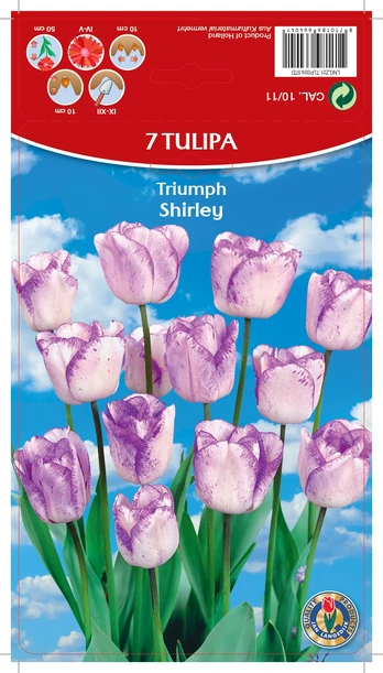Svogūninės gėlės tulpė SHIRLEY, 10 - 11 mm, 7 vnt.