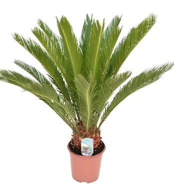 Vazoninis augalas krotonas, Ø 13, 35 cm, lot. CODIAEUM EXCELLENT