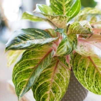 Aglaonema Cinta