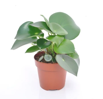 Vazoninis augalas peperomija, Ø12, 20 - 25 cm, lot. PEPEROMIA RAINDROP