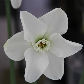 Narcizai "Arctic Gem" - 10 vnt.
