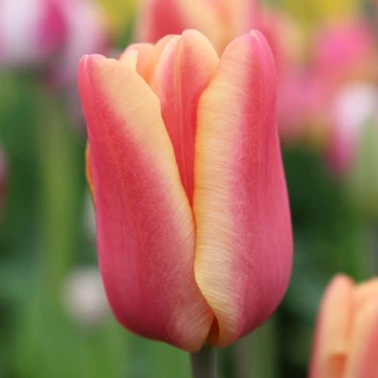 Tulpė ‘Apricot Foxx' , 15 vnt.