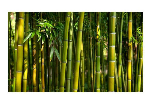 Artgeist Fototapetas - Asian bamboo forest 450x270