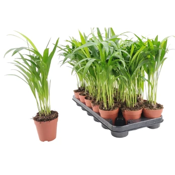 Vazoninis augalas dipsis, Ø 7, 40 cm, lot. DYPSIS LUTESCENS
