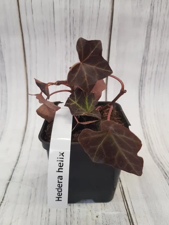 Vijoklinis augalas, gebenė lipikė, vazonėlio skersmuo 9 cm.