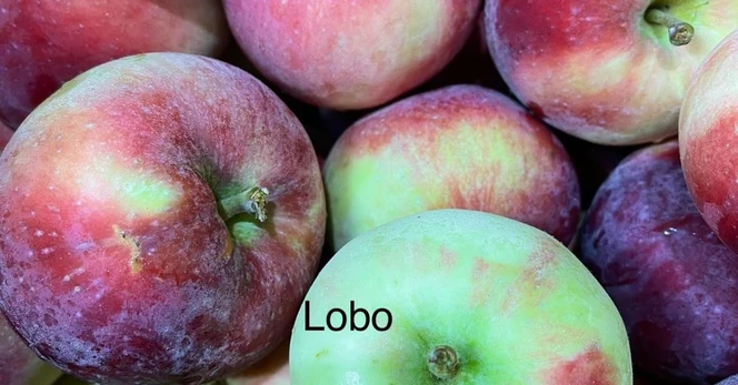 Vaismedis, obelis "Lobo"