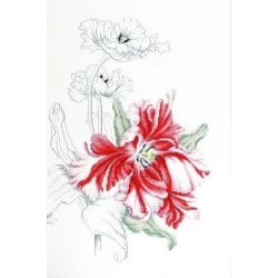 Red tulips SB2241