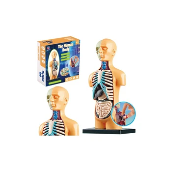 Lean Toys Educational Anatomical Model Human Body Organs