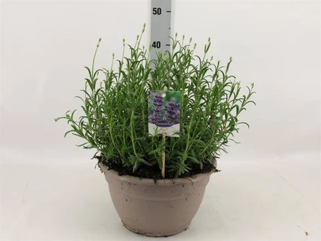 Daugiametė gėlė, levanda "Dwarf Blue", vazonėlio skersmuo 27 cm.