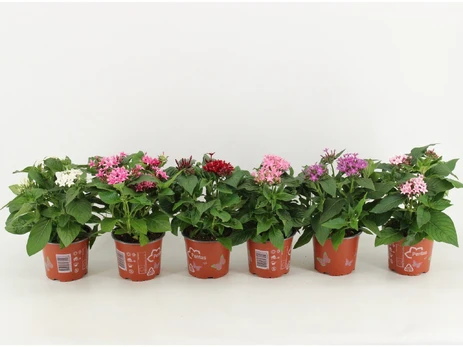 Lauko augalas pentas, Ø 12, 30 cm, lot. Pentas