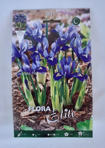 Irisai reticulata Harmony, 15 vnt