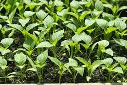 Paprikos daigas CORNO DI TORRO ROSSO