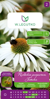 Sėklos ežiuolės WHITE, 0.5 g kaina