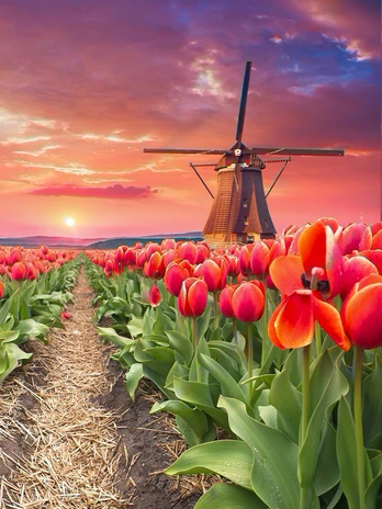 Windmill in tulips 30*40 WD3056