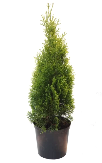 Lauko augalas tuja, Ø 17, 40 - 60 cm, lot. Thuja Smaragd
