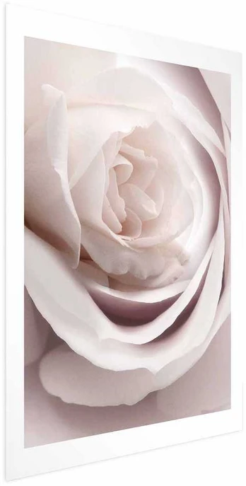 Artgeist Plakatas - Porcelain Rose