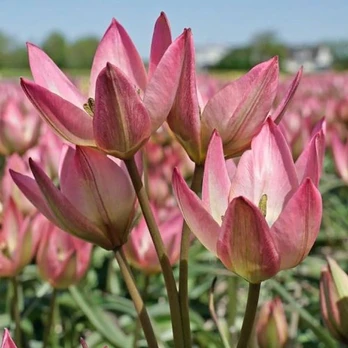 Botaninė tulpė 'Danique', 5 vnt.