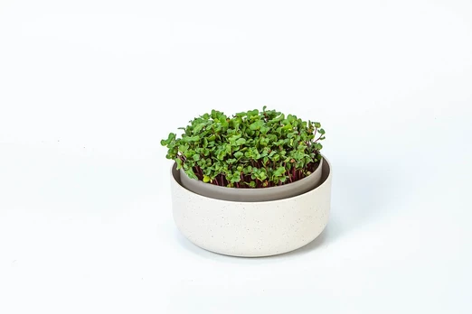 PLASTIA MICROGREENS Kiełkownica 16 cm, smėlio spalva