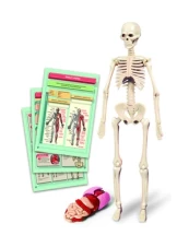 Edukacinis žaislas Clementoni The Human Body Mini-Set 50824 kaina