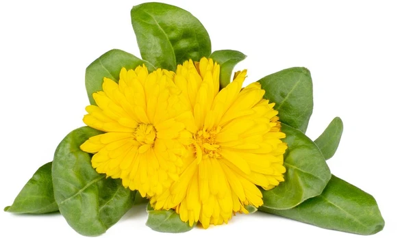 Click & Grow Smart Refill Marigold 3pcs | SGR88X3