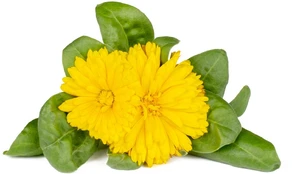 Click & Grow Smart Refill Marigold 3pcs | SGR88X3 kaina