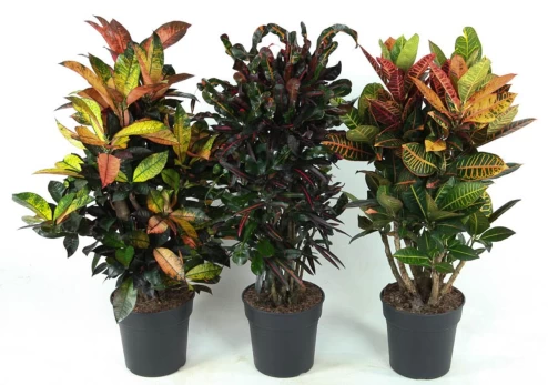 Vazoninis augalas krotonas, Ø19, 60 - 70 cm, lot. CODIAEUM