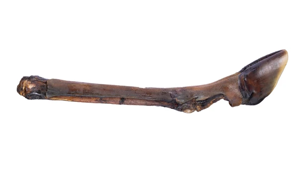 Petmex Elnio koja (1 vnt.)