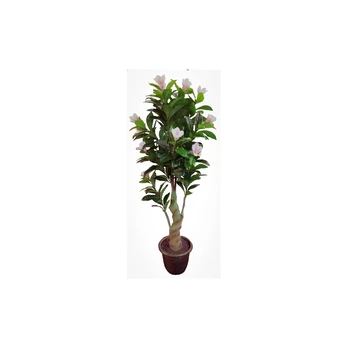 Magnolijos medis