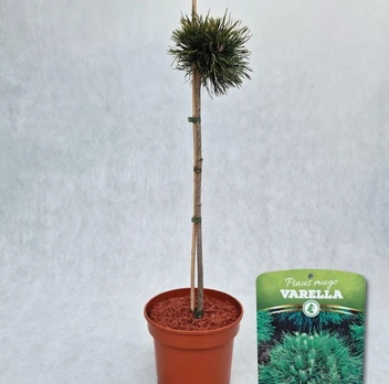 Spygliuotis, pušis kalninė "Varella", vazonas 5 l.