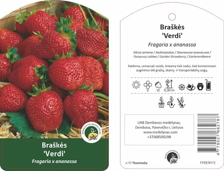 Braškės sodinukas "Verdi", vazonėlis 1,5 l.