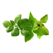 Click and Grow Smart Garden Refill 9-pack Basil Variety Mix kaina