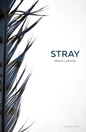 Stray 