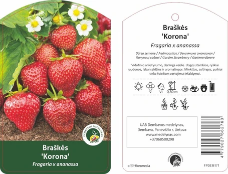 Braškės sodinukas "Korona", vazonėlis 3 l.