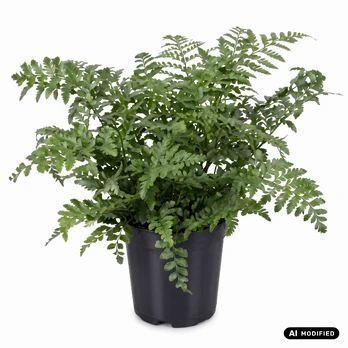 Augalas kalnarūtė Asplenium Parvati, 40 cm, ø17 cm
