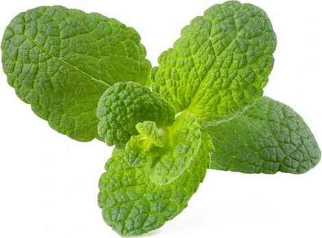 Click & Grow Smart Garden refill Apple Mint 3pcs | SGR79X3