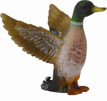 Didžiosios anties patinas - Collecta
