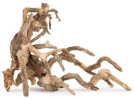 Norimpex Skęstantis bonsai medelis Nr. 64 50x40