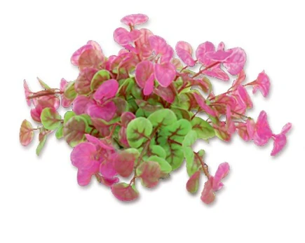 Folijos augalas 10cm 1f11 Happet