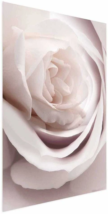 Artgeist Plakatas - Porcelain Rose