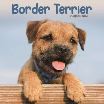 Border Terrier Puppies Square Mini Calen