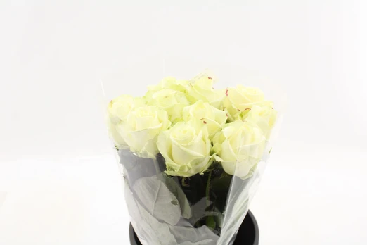 Skinta gėlė Rožė balta, 60 cm, lot. Rose white