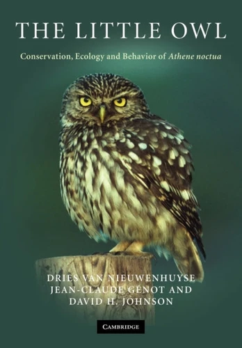 Little Owl